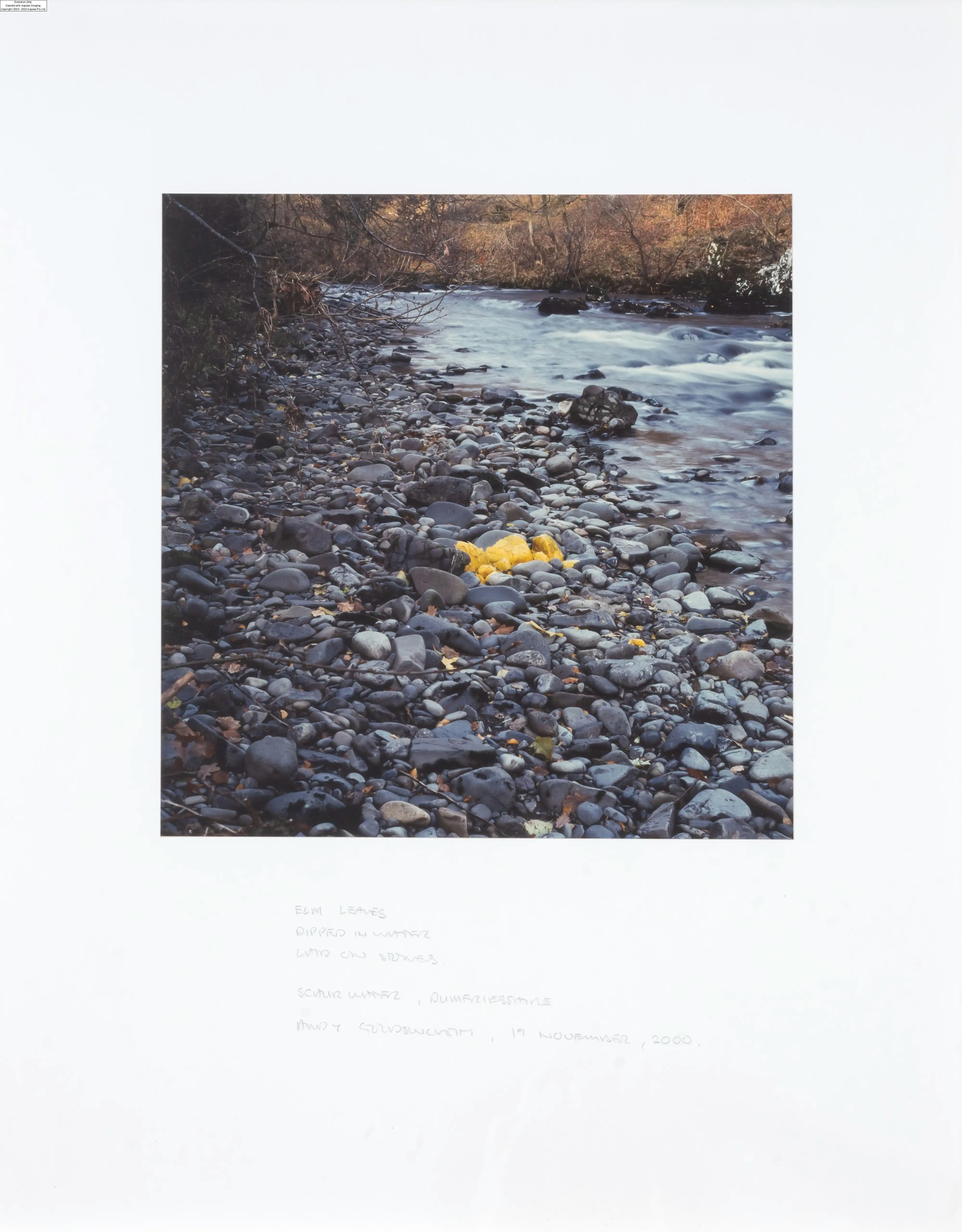 Andy Goldsworthy (b.1956) Elm Leaves Dipped in Water Laid on Stones - Andy Goldsworthy