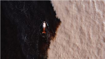 Pink Dolphins Bear Witness to the Amazon’s Destruction