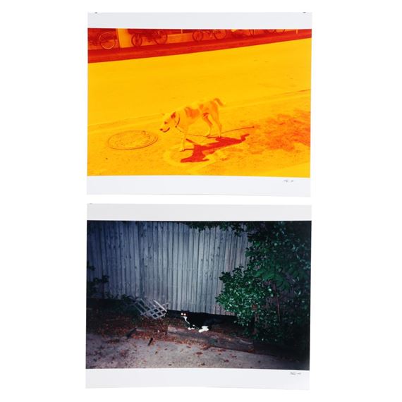 cat with glowing eyes, 1999 / dog on a leash with yellow tint, 2001 by Carl Pope, 1999