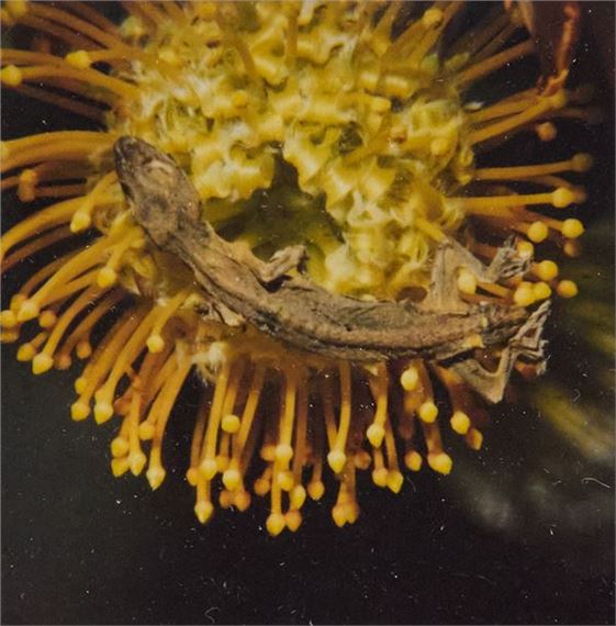 Flower, Yamorinski, Bondage by Nobuyoshi Araki, 2006
