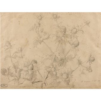 ÉTUDE DE CHARDON PANICAUT - Claudius Popelin