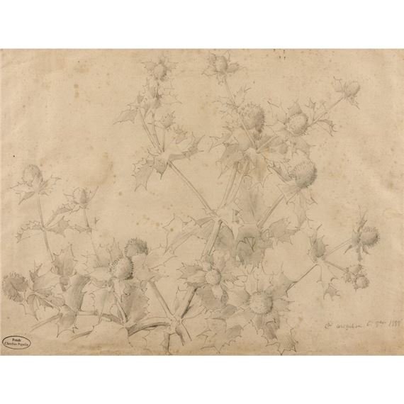 ÉTUDE DE CHARDON PANICAUT - Claudius Popelin