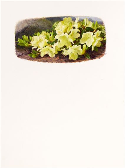 Raymond Booth | Rhododendron Maculife rum Anwheiense (1998