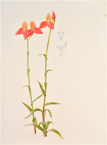 Raymond Booth、Rhododendron'Cowslip' Raymond Booth | Rhododendron Maculife rum Anwheiense (1998