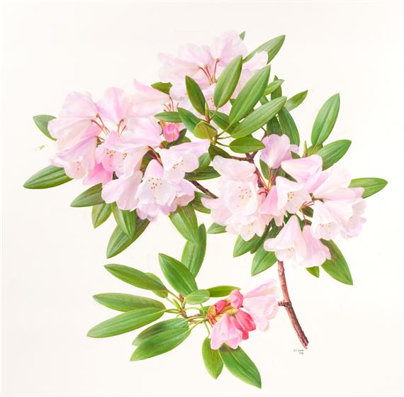Raymond Booth、Rhododendron'Cowslip' Raymond Booth | Rhododendron Maculife rum Anwheiense (1998