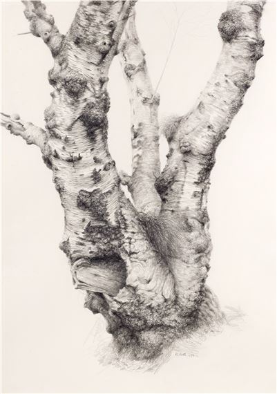 Raymond Booth | Rhododendron Maculife rum Anwheiense (1998