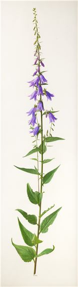 Raymond Booth | Rhododendron Maculife rum Anwheiense (1998