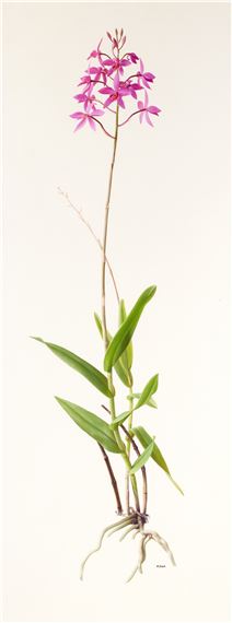 Raymond Booth | Rhododendron Maculife rum Anwheiense (1998