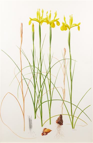 Raymond Booth | “Rhododendron” (1997) | MutualArt