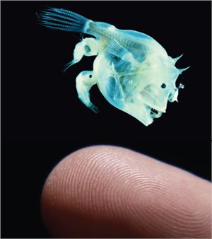 Xinan Helen Ran et. al: Crumbs and Lather - Essex Flowers