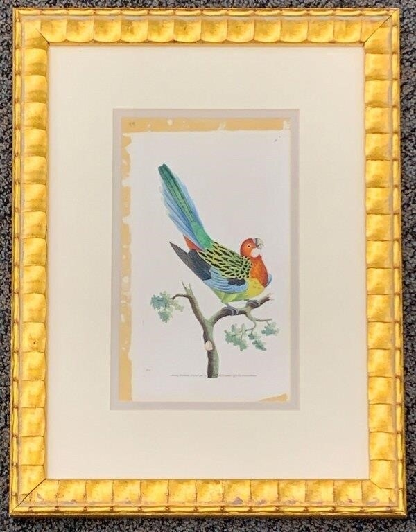 Richard Nodder Engraving, Hand Colored Bird - Richard Polydore Nodder