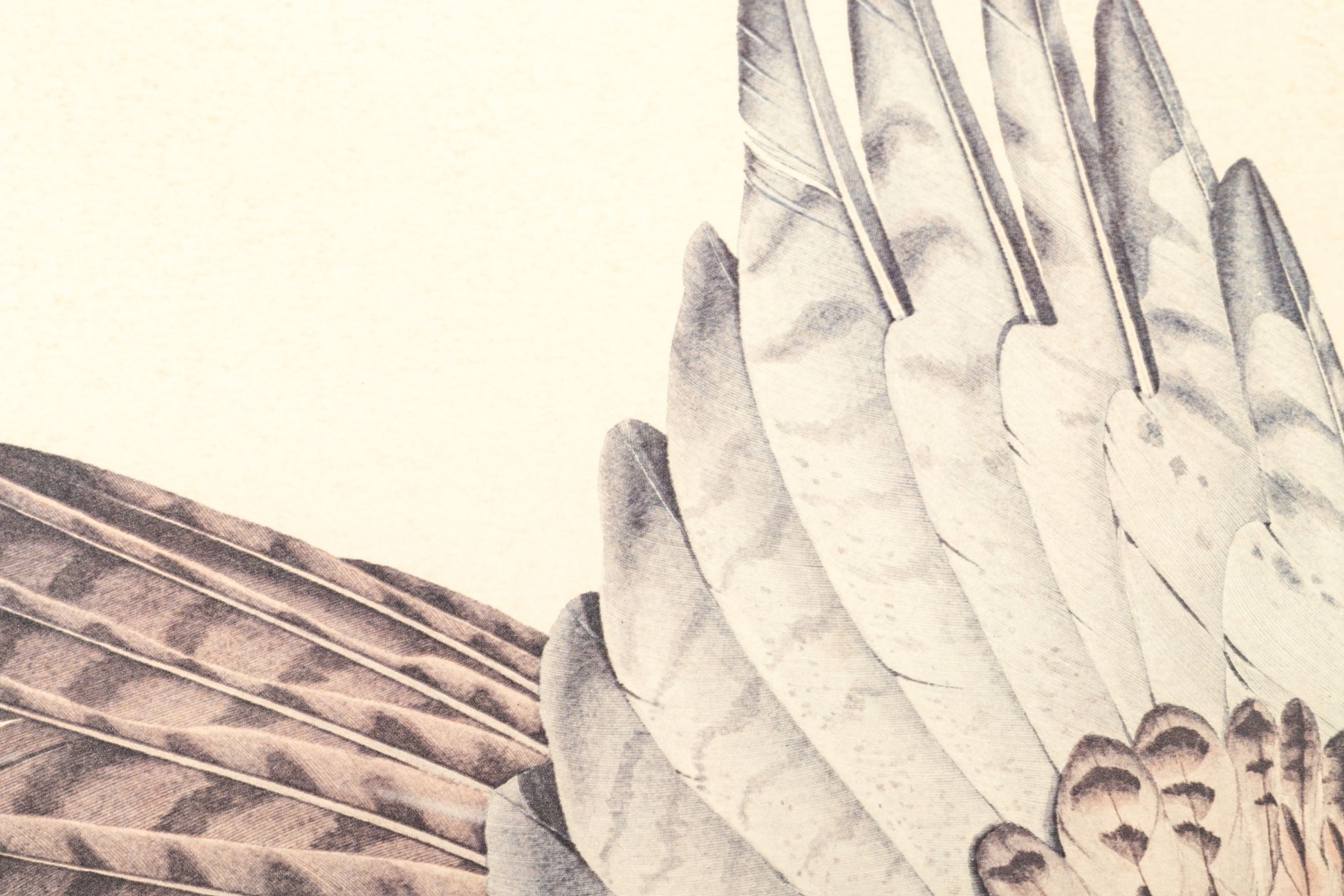 Ralph Conner | Redtail Hawk | MutualArt