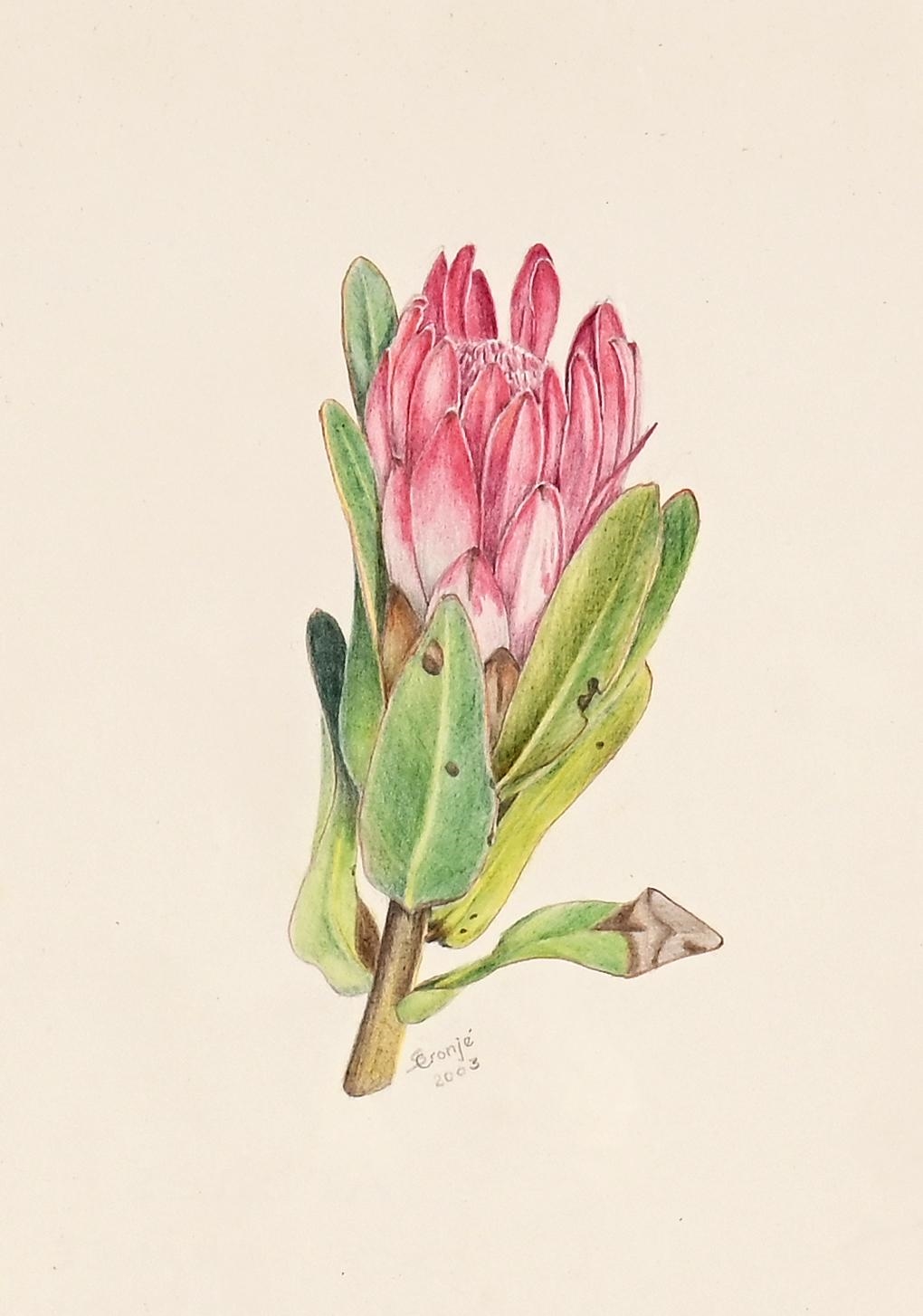 Protea by Susan Cronje, dated 2003