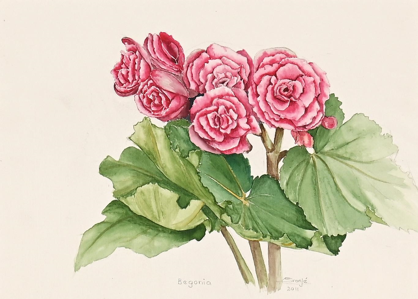 Begonia by Susan Cronje, dated 2011