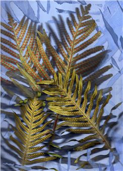 Helen Sear: Natural Fantastic - Martin Asbaek Gallery