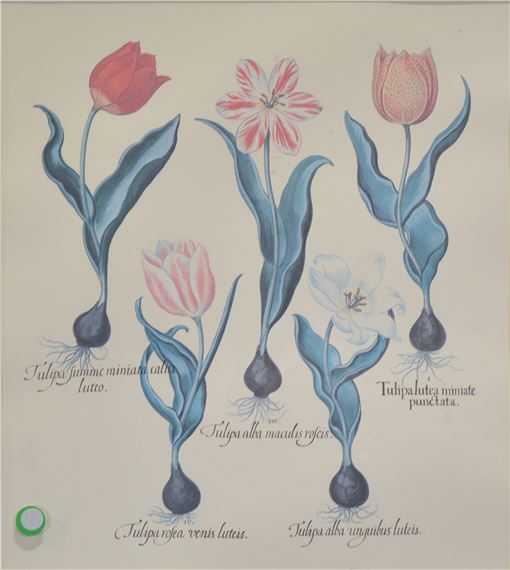 Five botanical prints by Basilius Besler