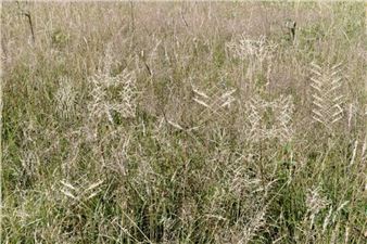  Angelica Fields: Elspeth Diederix - Kasteel Wijlre