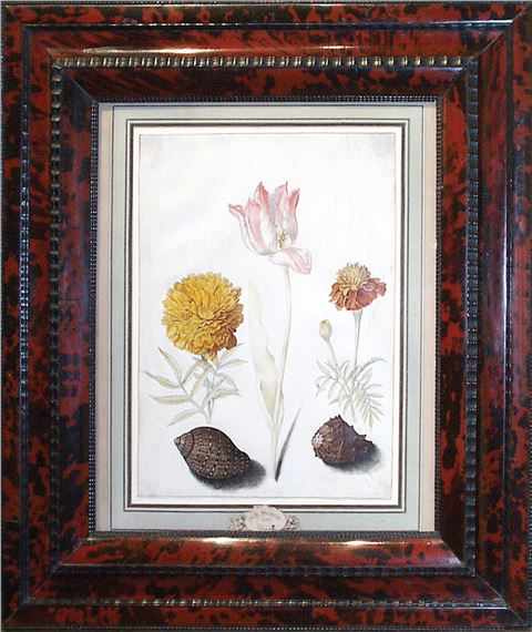 and two shells by Maria Sibylla Merian