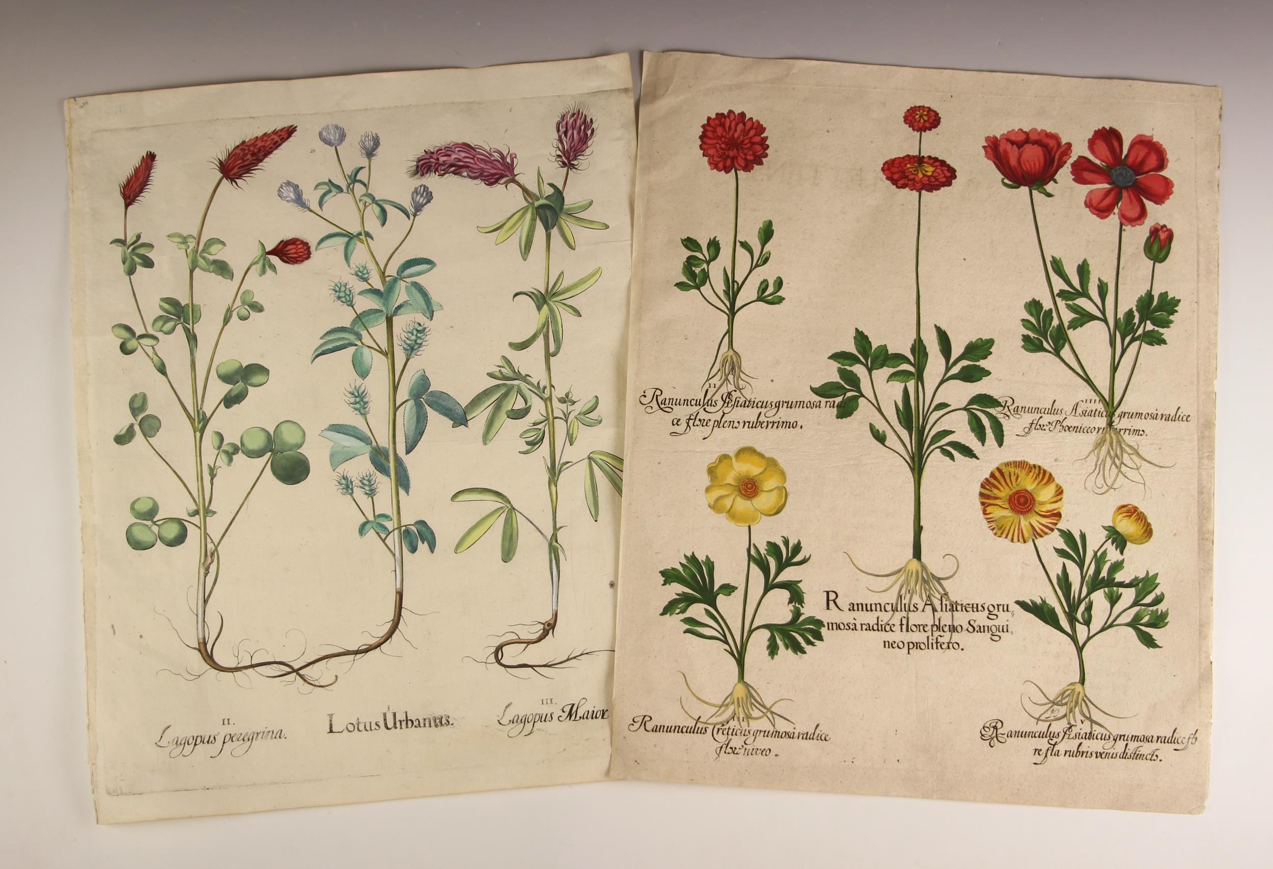 Botanical by Basilius Besler, 17th century