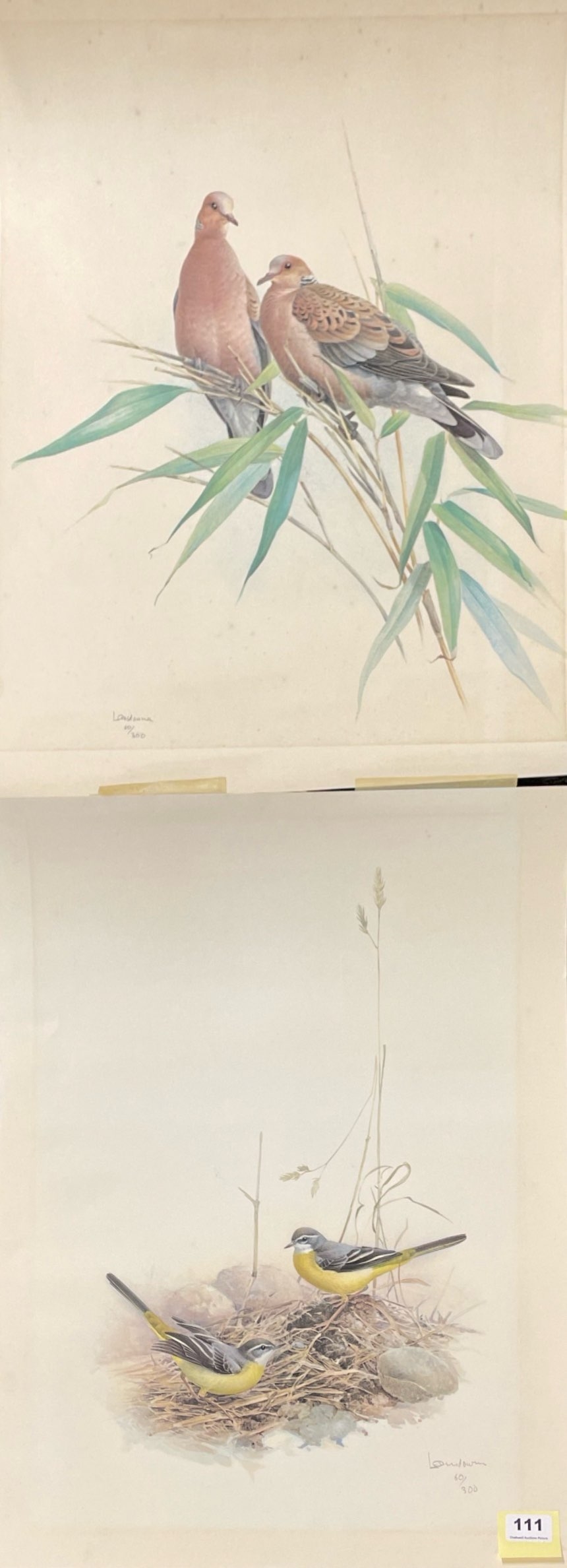 James Fenwick Lansdowne A vulture perched on a branch MutualArt