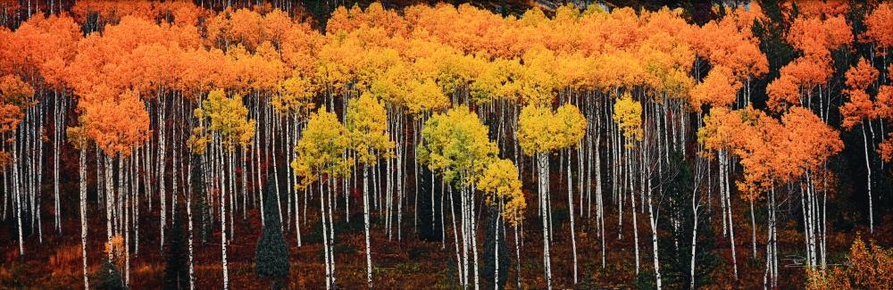 "Aspen Trees in Autumn by Peter Lik, 21ST CENTURY