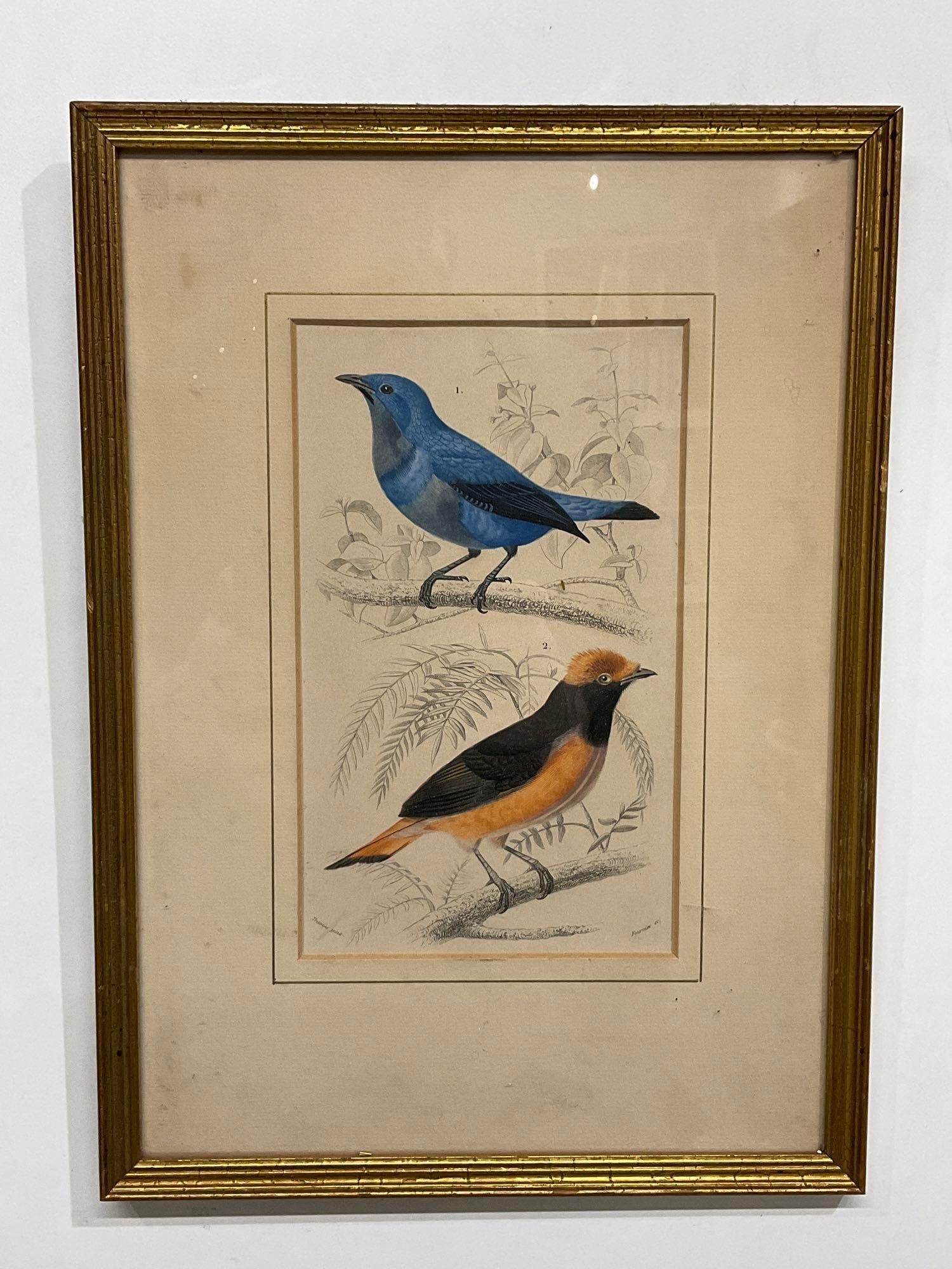 19th century ornithology illustrations - Édouard Traviès