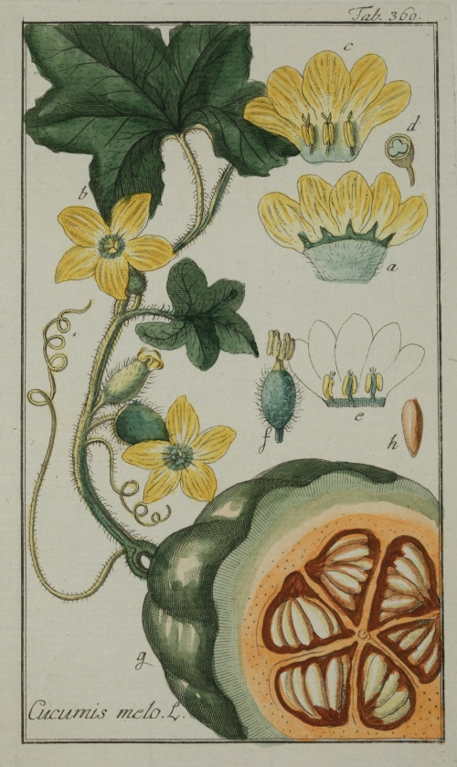 Medicinal plants" 2 hand-colored copper engravings - Castor bean. Ricinus communis by Johannes Zorn