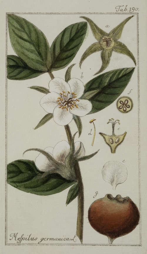 Medicinal plants" 2 hand-colored copper engravings - Escorzonera. Scorzonera hispAnica - Johannes Zorn