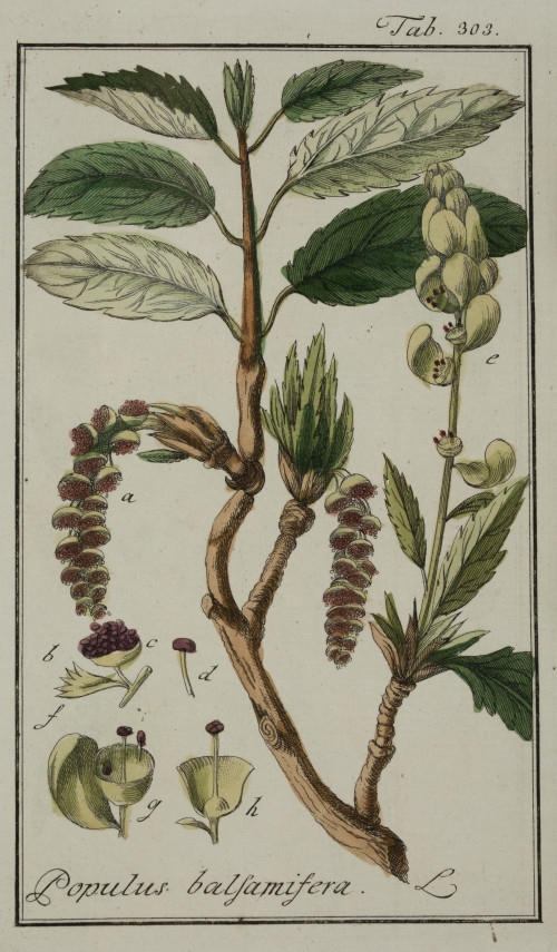 Medicinal plants" 2 hand-colored copper engravings - Balsam Poplar. Populos balsamifera by Johannes Zorn