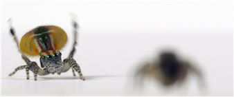 Maria Fernanda Cardoso: Spiders of Paradise - Museum of Contemporary Art Australia (MCA)