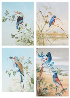 Lilac Roller with grasshopper; Kingfisher; Greyheaded Kingfisher; together with another (4 - Rena Fennessy