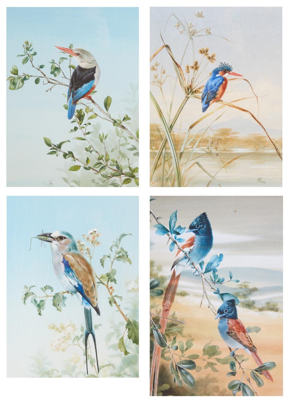 Artwork by Rena Fennessy, Lilac Roller with grasshopper; Kingfisher; Greyheaded Kingfisher; together with another (4, Made of watercolor on paper