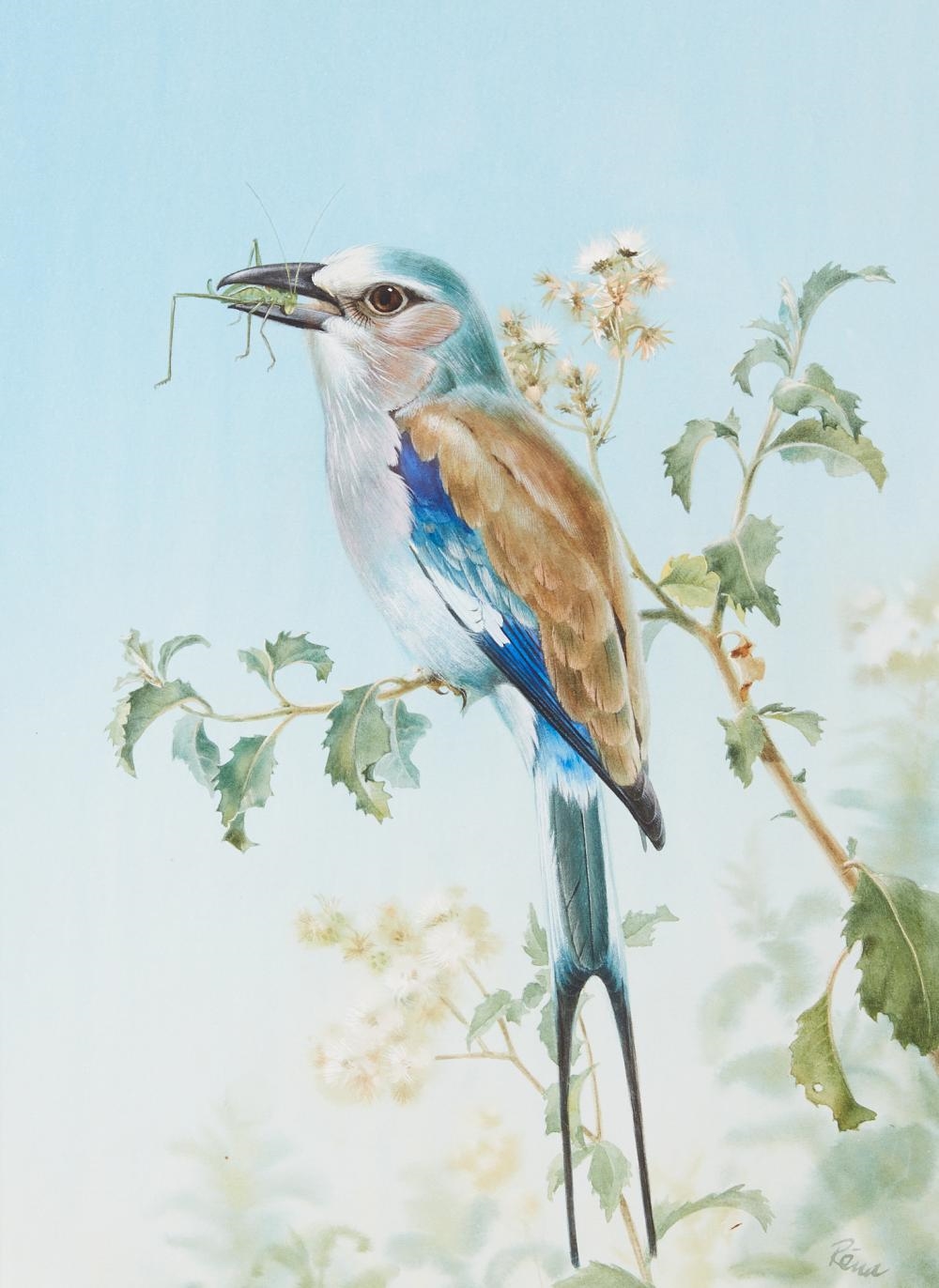 Artwork by Rena Fennessy, Lilac Roller with grasshopper; Kingfisher; Greyheaded Kingfisher; together with another (4, Made of watercolor on paper