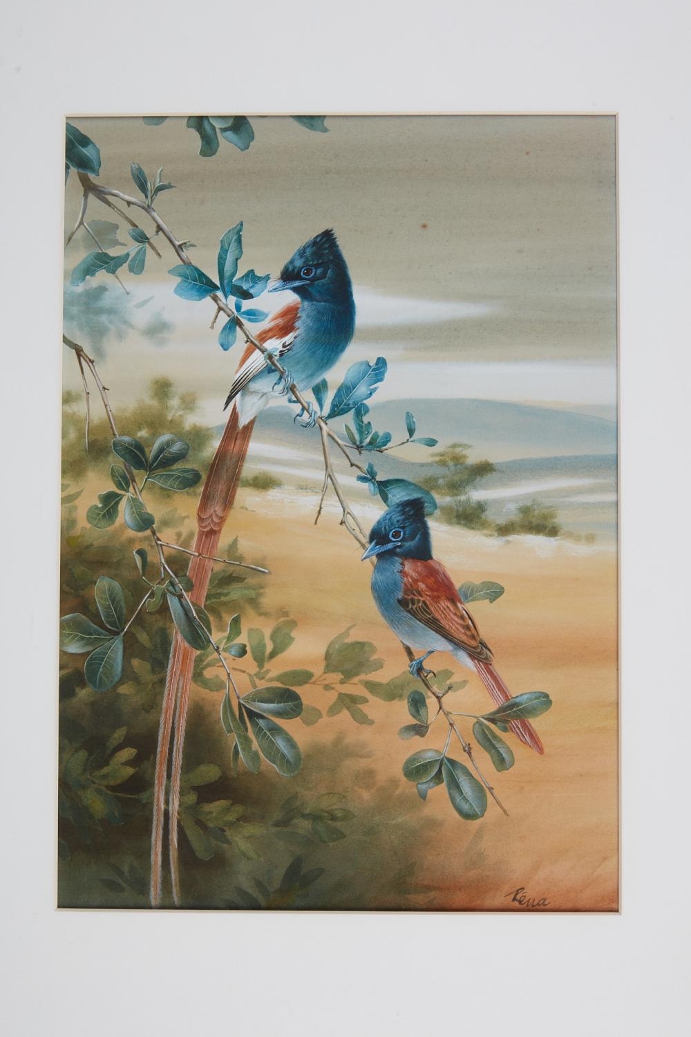 Artwork by Rena Fennessy, Lilac Roller with grasshopper; Kingfisher; Greyheaded Kingfisher; together with another (4, Made of watercolor on paper
