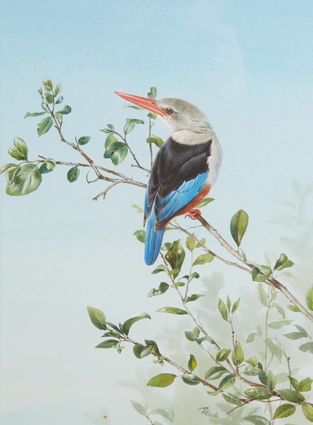 Artwork by Rena Fennessy, Lilac Roller with grasshopper; Kingfisher; Greyheaded Kingfisher; together with another (4, Made of watercolor on paper