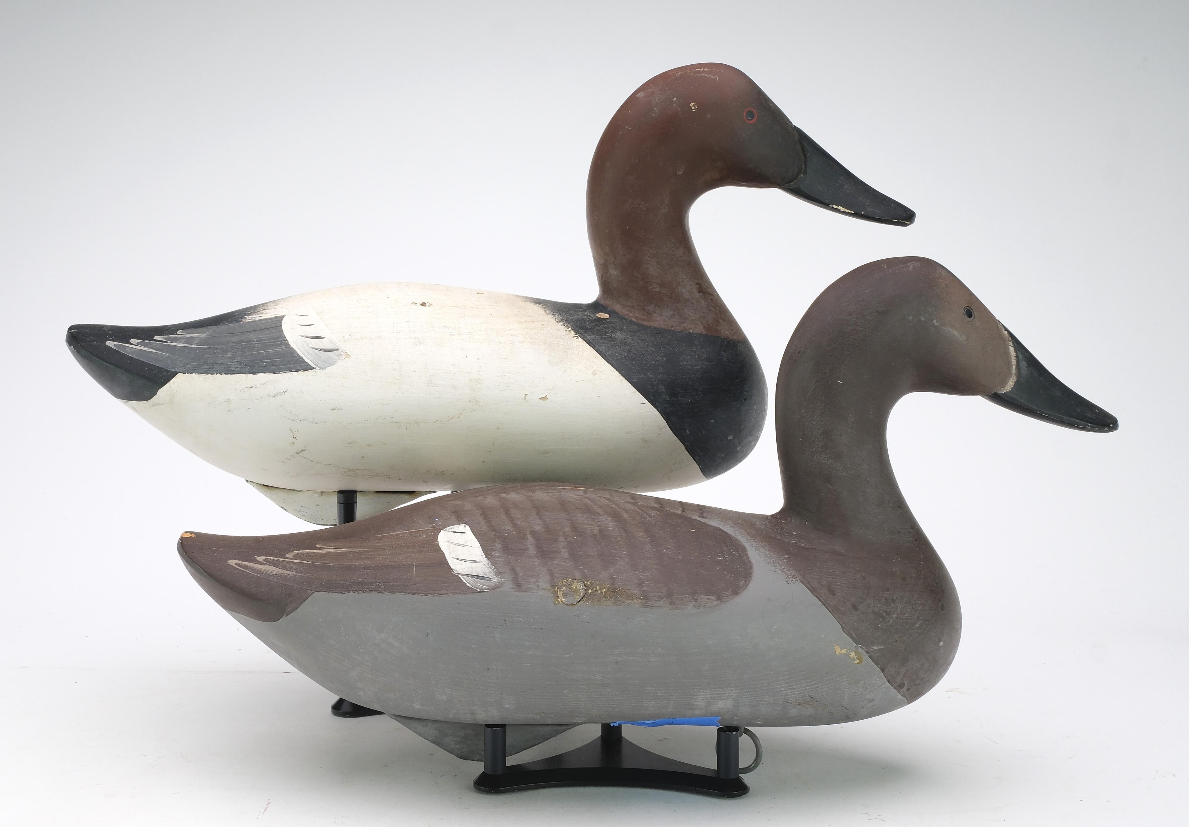 Artwork by Patrick Vincent, Pair of canvasbacks