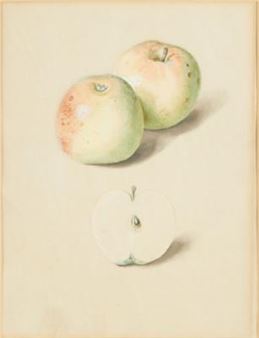 Äpfel - Josef Seboth