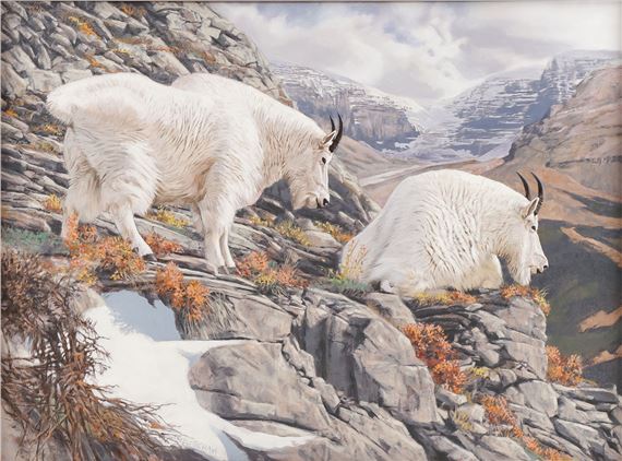 Mountain Goats by Tom Beecham