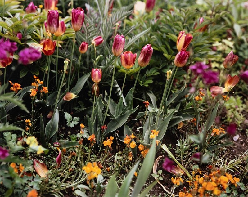 Giverny 15 , 2002 - Stephen Shore