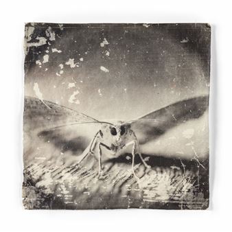 Doug & Mike Starn | Attracted to light 32 1996-2010 (1996 - 2010
