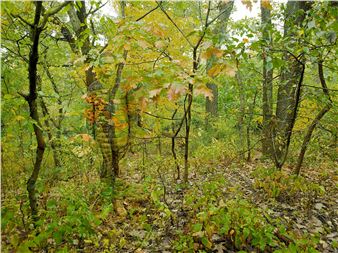 Liu Bolin x Annie Leibovitz