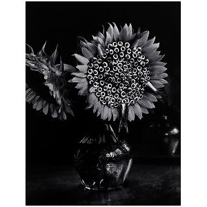 Sunflowers and Sardines - Michiko Kon