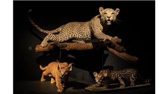 Wild Cats - Royal Ontario Museum (ROM)
