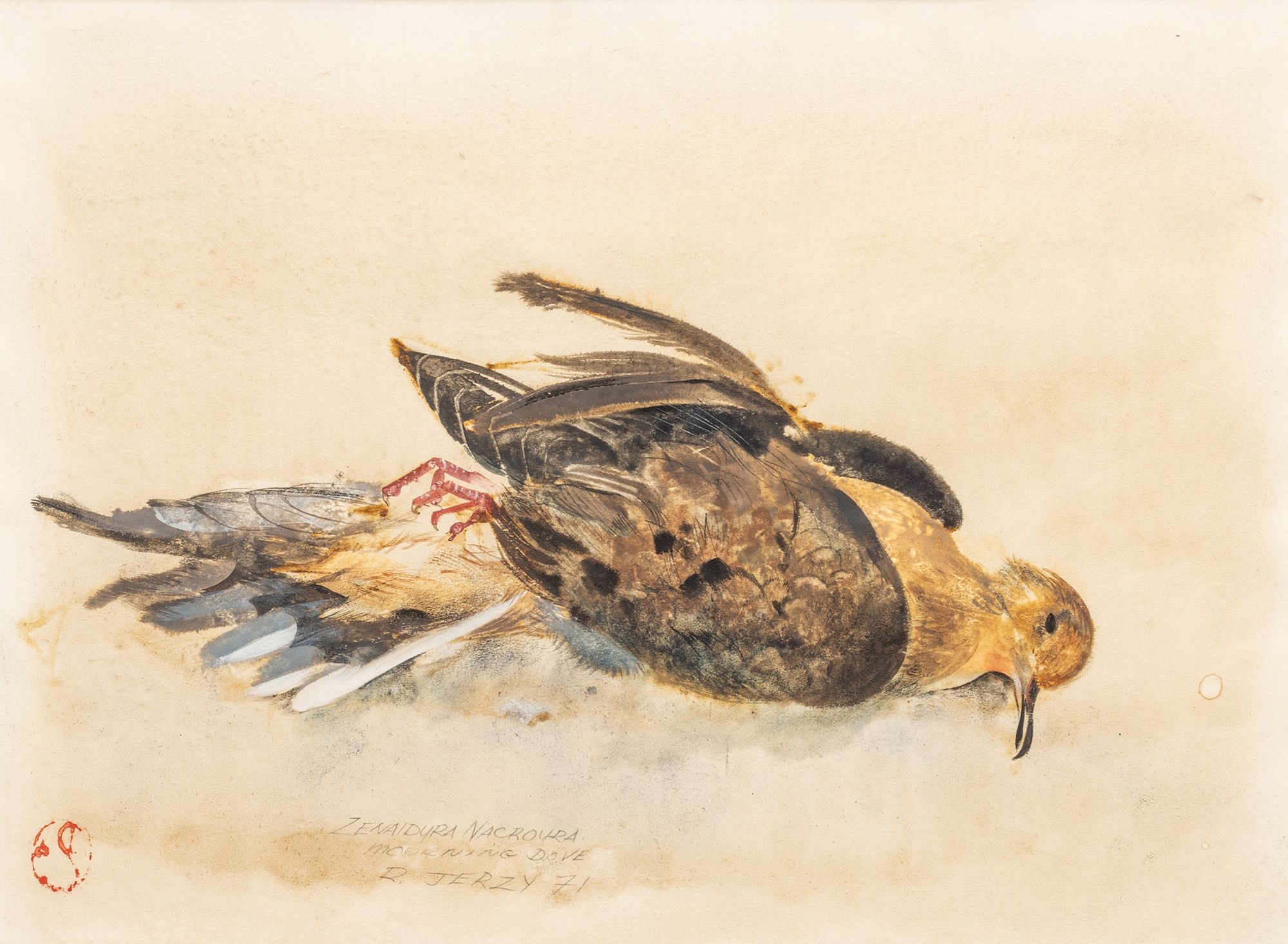 Richard Jerzy (American, 1943-2001) Watercolor on Paper, Mourning Dove--Zenaidura Macroura, 1971, H 10.5" W 14.25 by Richard Jerzy, 1971