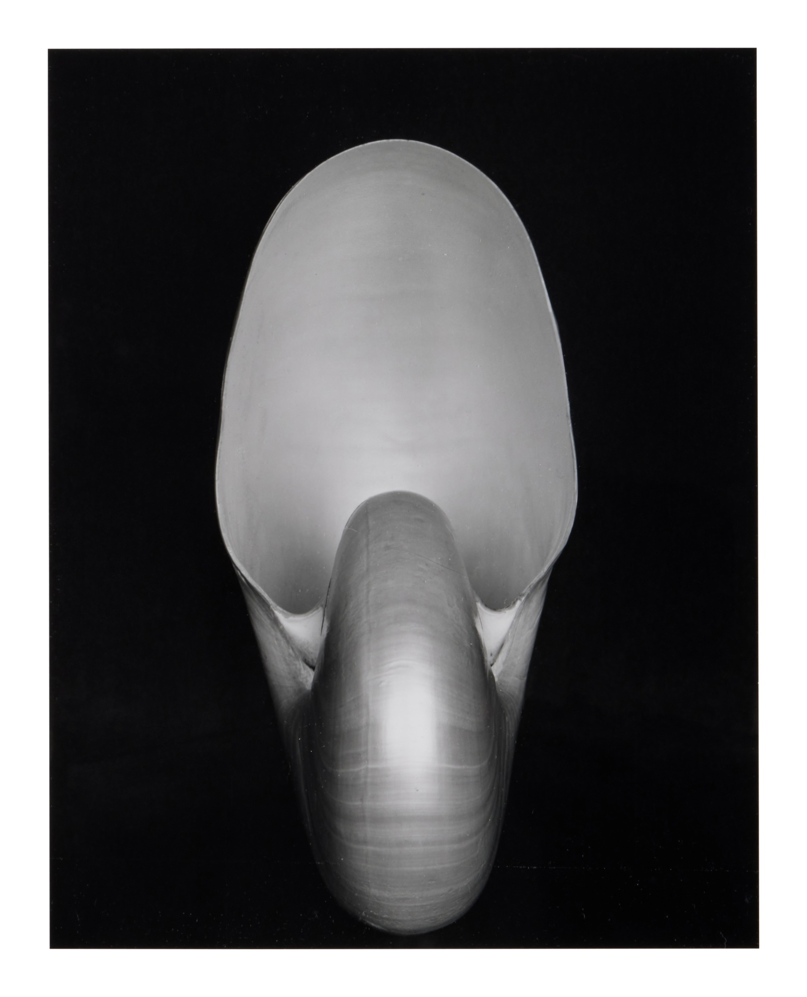 Shell - Edward Weston