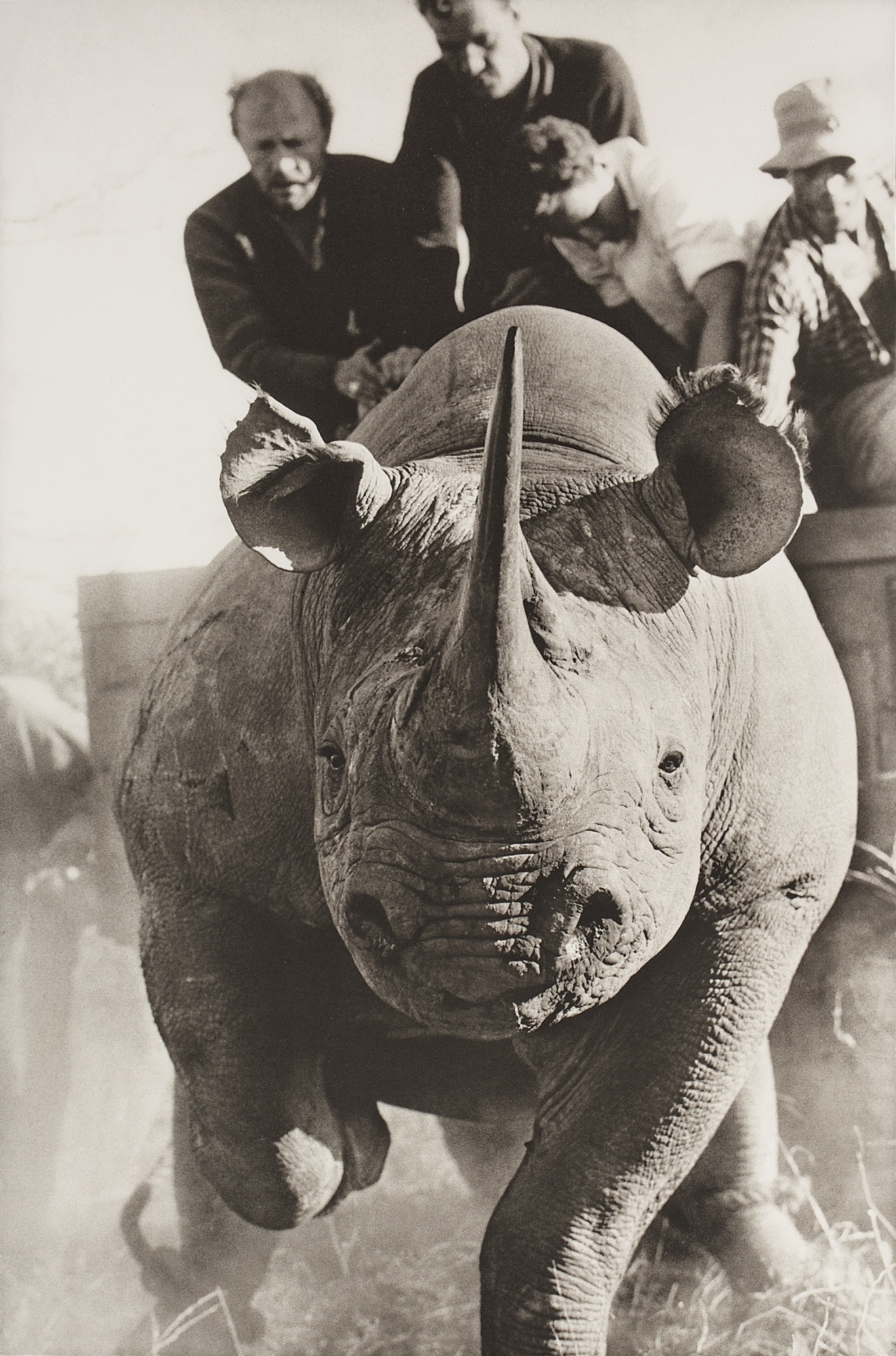 Peter Beard | Rhino Roping with Ken Randall (1964) | MutualArt