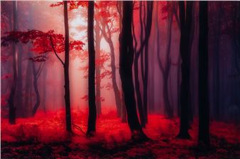 Where no words needed - Janek Sedlar