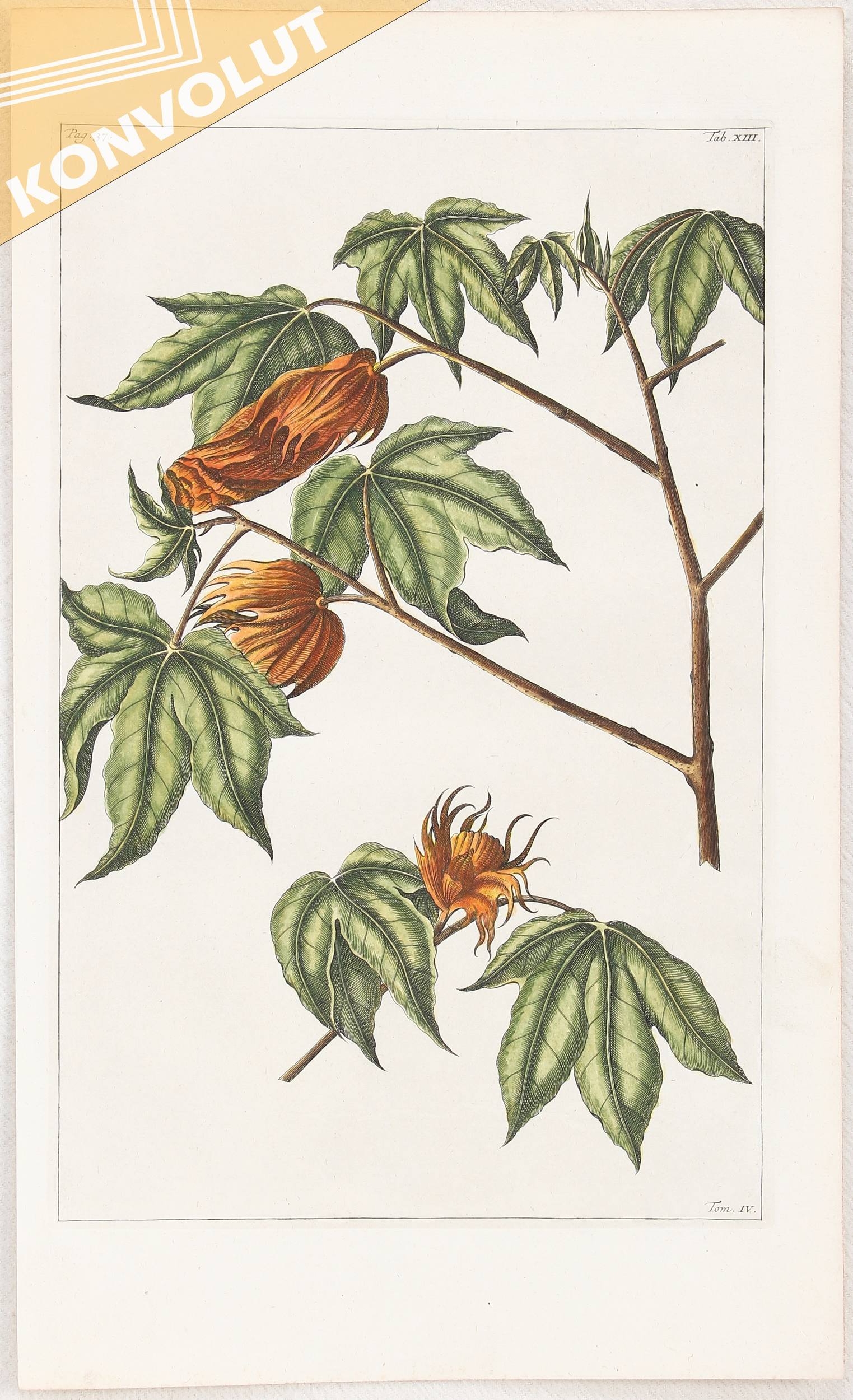 Artwork by G. E. Rumpf, Blumen und Pflanzen, Made of Kupferstiche