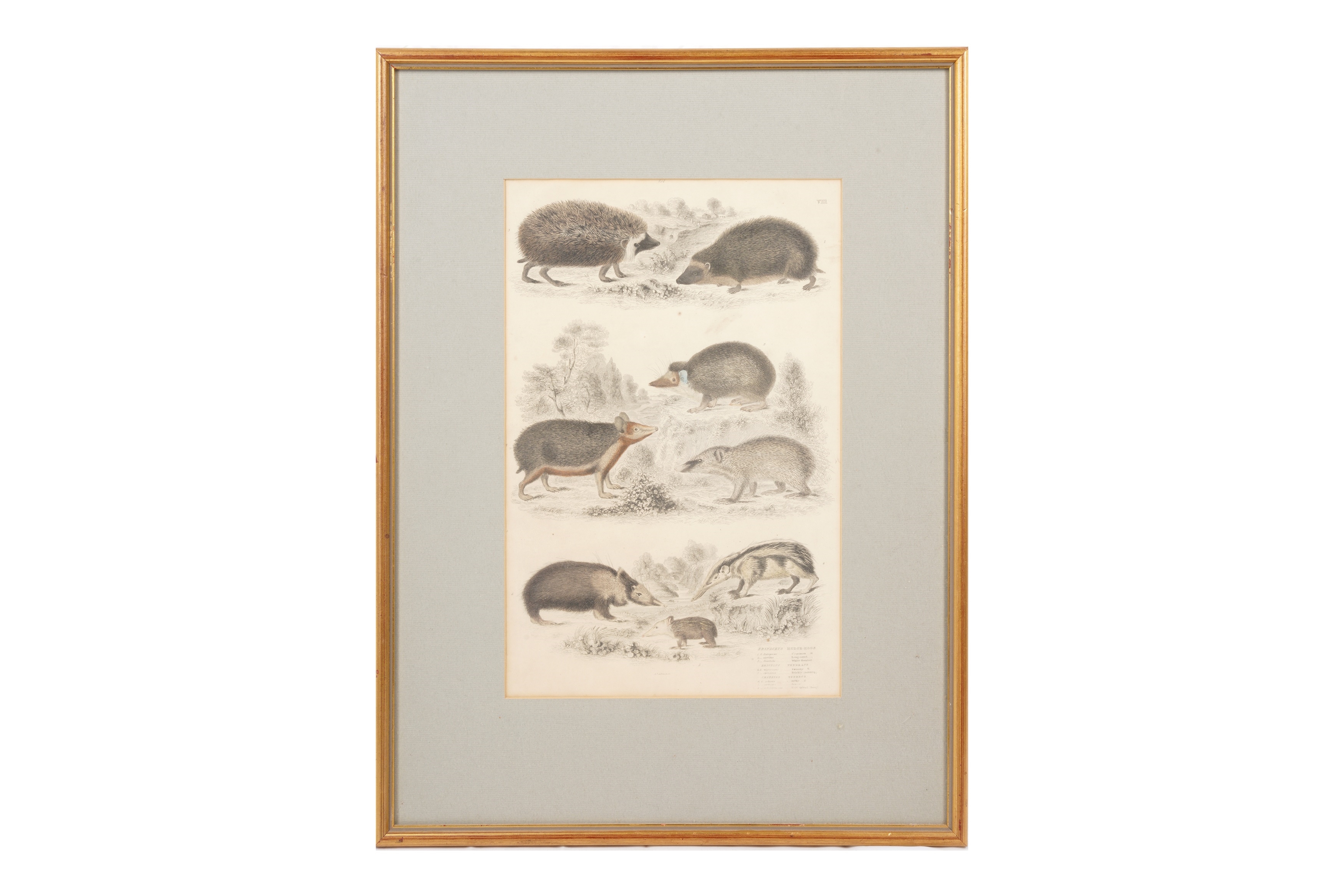 Artwork by Alphonse Milne Edwards, A SET OF TWELVE LATE 19TH CENTURY GILT-FRAMED LITHOGRAPHS, Made of LITHOGRAPHS