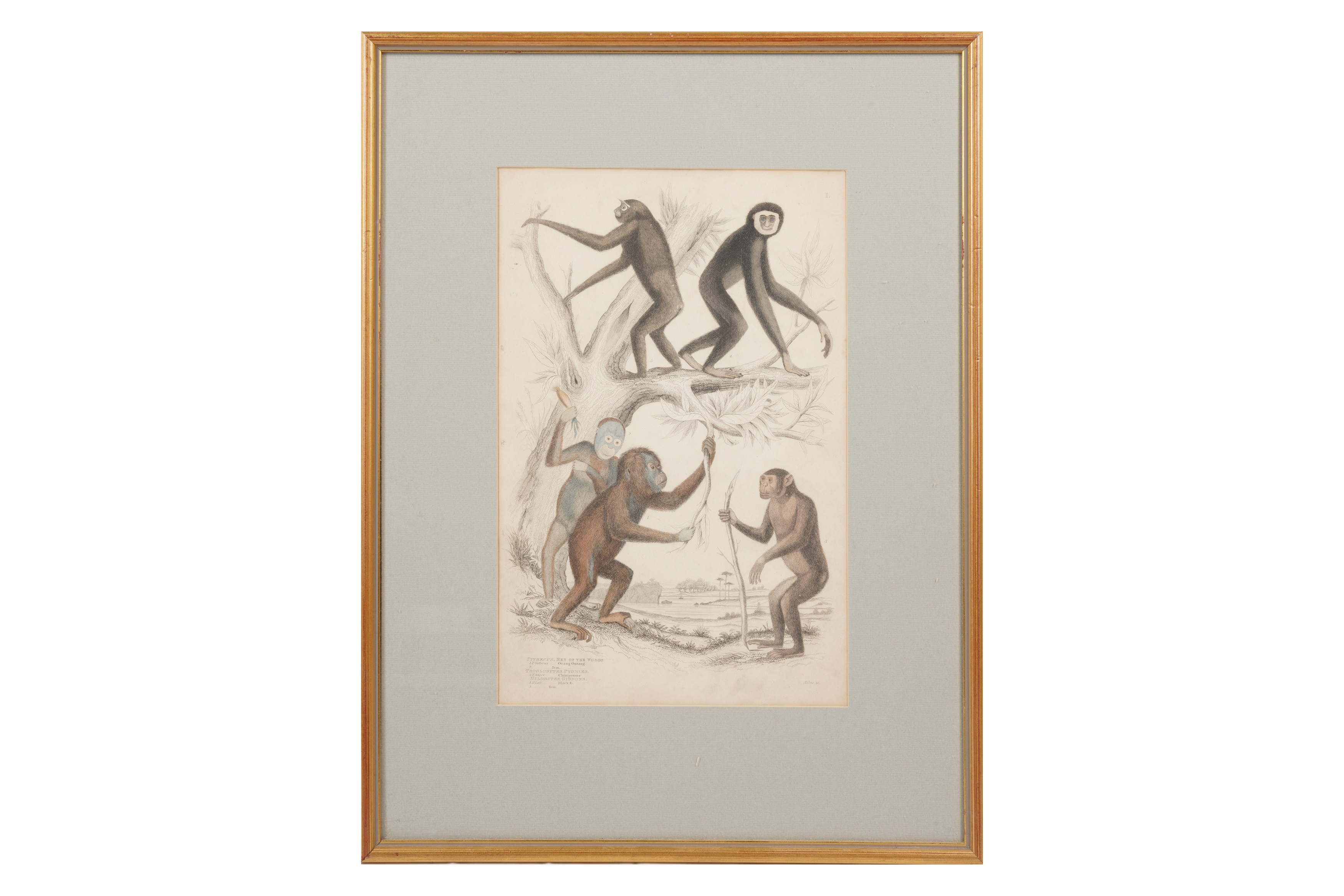 Artwork by Alphonse Milne Edwards, A SET OF TWELVE LATE 19TH CENTURY GILT-FRAMED LITHOGRAPHS, Made of LITHOGRAPHS